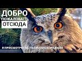 Сова Ёль остаётся дома за старшего, сыч Лучик - за страшного, кот Мурлок соблюдает нейтралитет