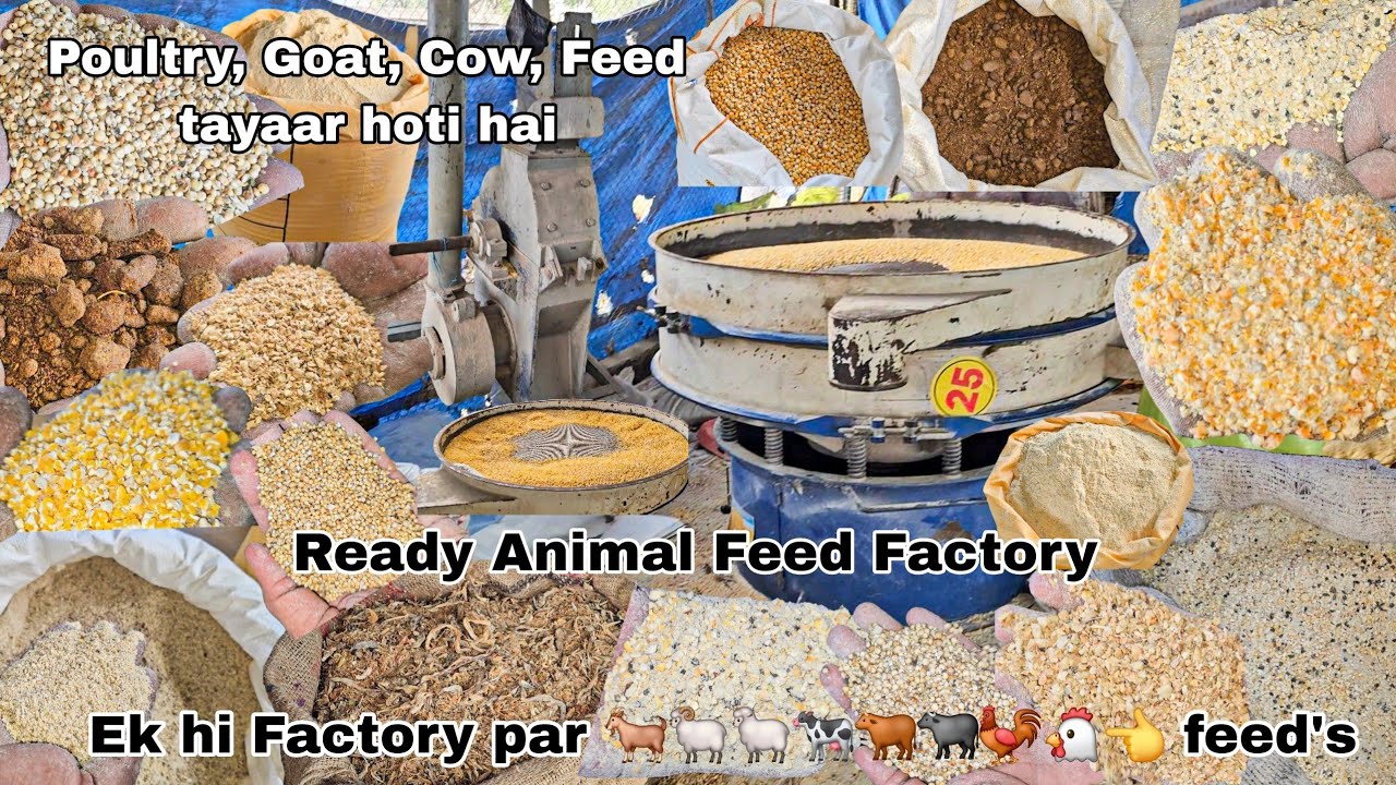 Ek hi Factory par Murgi 🐓 Bakre 🐏 aur Dairy 🐄 ke feed's tayaar hoti hai | Ready Animal Feed Factory