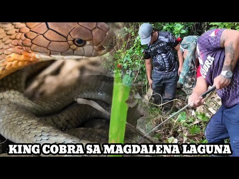 MGA COBRA AT KING COBRA SA MAGDALENA LAGUNA HULI LAHAT