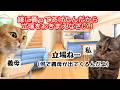 【スカッと猫ミーム】帰宅するなり「ご飯まだ？」と催促する夫。駆けつけた義母が離婚届を提出してくれた結果 #猫ミーム