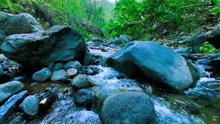 4K Gentle Mountain River in Montana Backcountry | Water Sounds White Noise | Sleep and Relaxation