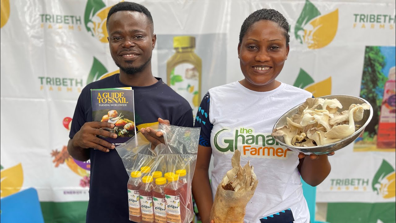 He Makes Gh¢2,000 Weekly From Sales Of Mushroom After Resigning From Work As Insurance Broker.
