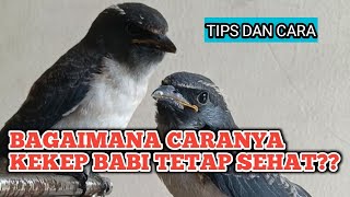 HOW TO KEEP PIGS HEALTHY, TIPS AND CARE #kekepbabi