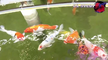 Quán cafe Cá Koi đẹp nhất Sài Gòn tại quận Gò Vấp - Cá Studio