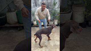 Doberman Dog In Low Price.