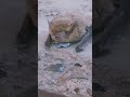 #летучаямыш #милаха #разбудили #хочуесть #animals #shorts #shortsvideo