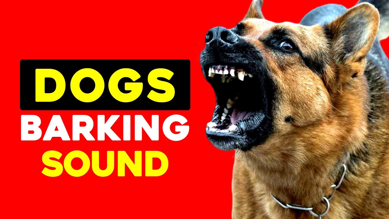 DOGS Barking To Make Your DOG Bark YouTube