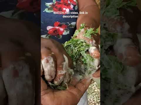 😲 The SOAP BUSH! No Way!  #jamaicanherbs #jamaica #herbs #herbal