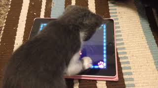 2015, the original “game for cats” on the iPad. They loved it! by HeyThere 59 views 2 months ago 2 minutes, 30 seconds