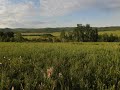 Сибирская пестрогрудка  и японский перепел  / Chinese bush warbler and Japanese quail songs