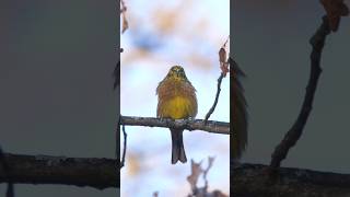 Yellowhammer is looking for a mate for Valentine&#39;s Day | Film Studio Aves #birds #valentinesday
