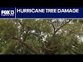Hurricanes wipe out years of tree growth in Tampa, experts say