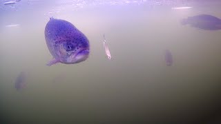 Подводный мир форели. Зимняя рыбалка 2023 ловля на ратлин/VIB.