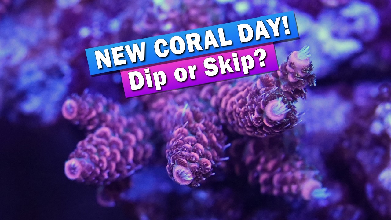 New Coral Day! Do You Really Need to Dip New Corals?