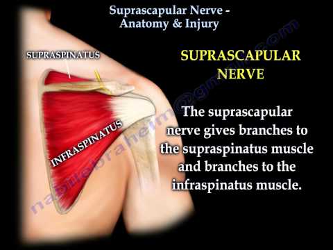 Suprascapular Nerve Anatomy & Injury - Everything You Need To Know - Dr. Nabil Ebraheim
