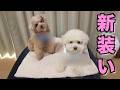 洋服嫌いの愛犬が歩いてくれるハーネスをやっと入手できました!