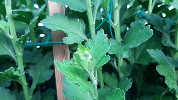 Bông cúc đại đóa tết 2022(18/11âl)ngắm bông buổi sáng#ToanNguyen#0933760844