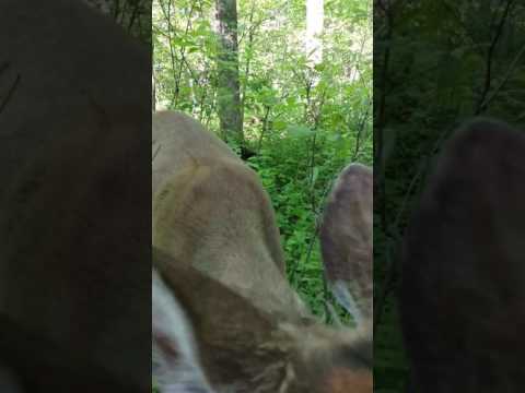 Deer licks turkey hunter's face and decoy