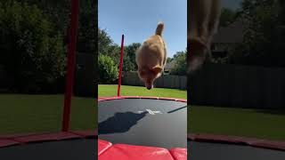 Download Lagu ￼ Look at this trick I taught Max #shorts #goldenretriever #dogs MP3