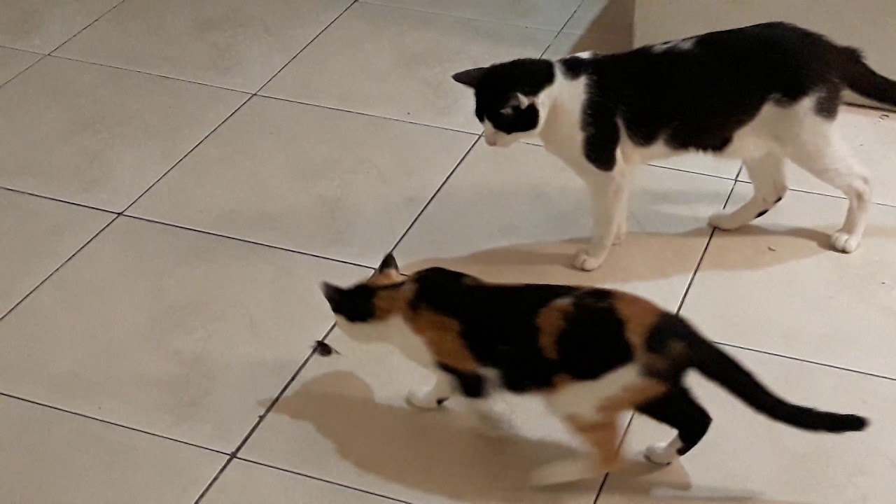 Cats chasing cockroach