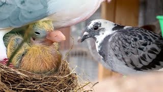 Criamos PALOMAS en secreto durante 8 meses. Esto es lo que pasó...