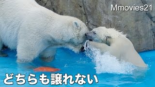 Polar Bears compete for toy ゆずれない湯たんぽ