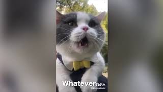 These Cats Can Speak English Better Than Hooman by Thought Train 8 views 2 years ago 3 minutes, 21 seconds