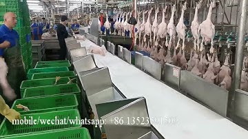 Belt type whole chicken weight grader machine