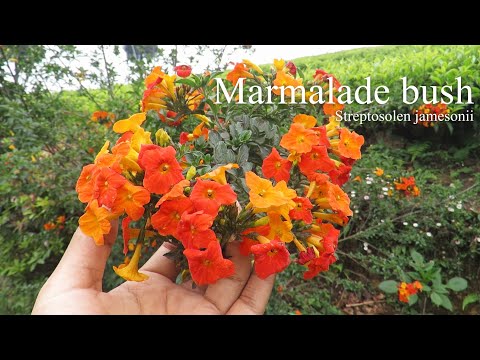 Video: What Is A Marmelade Bush: Learn How To Grow A Marmelade Bush