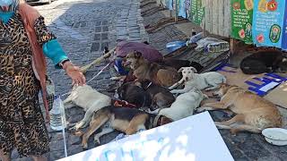 Волонтер збирає гроші для собак