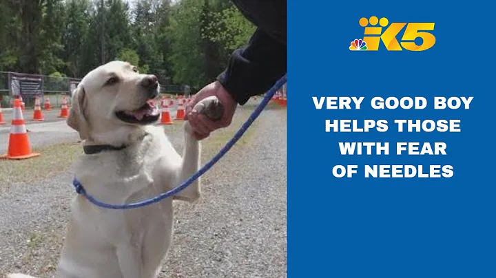 Comfort dog helps patient anxious about needles receive COVID-19 vaccine in Sammamish