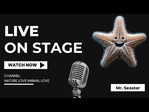Sea Star Fun Facts For Kids | Everything You Didn't Know About Starfish | 5 Amazing Starfish Facts