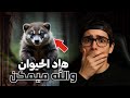 هاد الحيوان والله ميمكن غرير العسل او عسيلة 