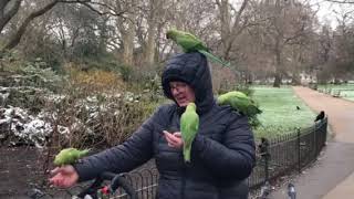 Feed the birds, part one  green parakeets in St. James’s Park, London