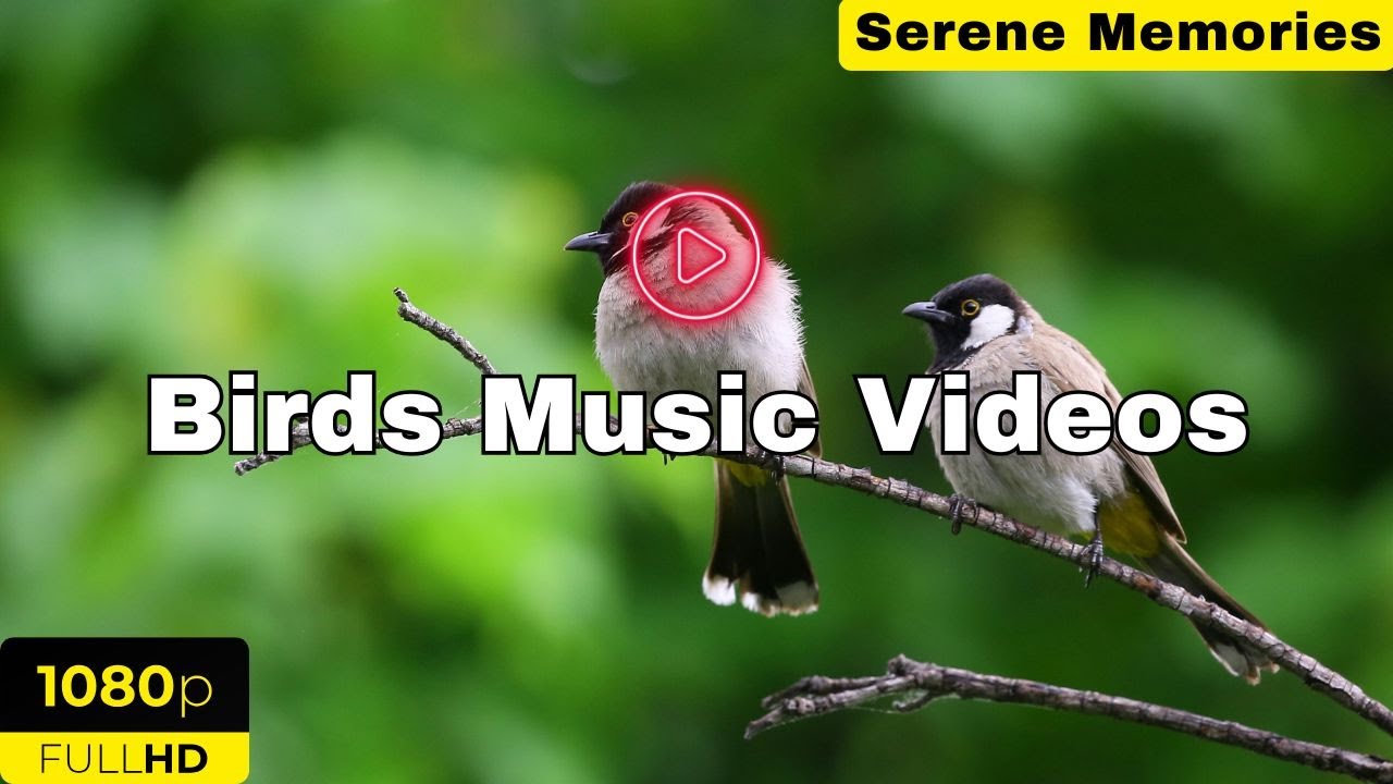 Birds Sounds - Relaxation The sound of Birds Chirping in the Forest - Nature Sounds of Birds