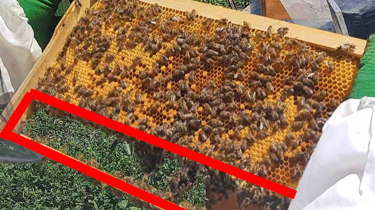 Prerja e dyllit për të krijuar çibuk [ Bletaria Shqip ]