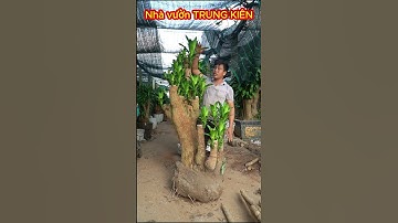 CÂY THIẾT MỘC LAN  #thietmoclan