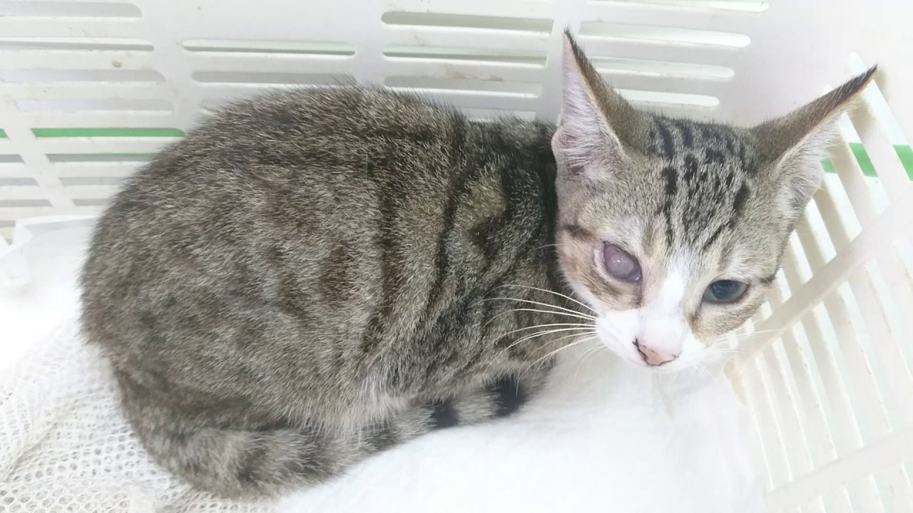 動物画像のすべて ベスト50 名前 の 長い 動物