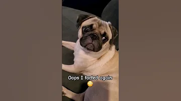 oops 😬 #dog #pug #cute #funny #pets #puppy #fyp #shorts