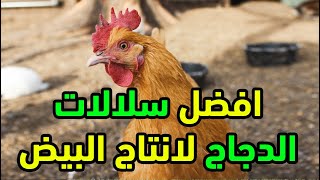 افضل سلالات الدجاج البياض لانتاج البيض هنقولكوا أنواع السلالات الأكثر انتاجا للبيض  واللحم 320 بيضة