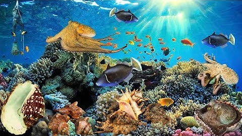 Thợ Lặn Bắt Nhiều Bạch Tuộc, Cá Bò Chuột và Nhiều Loại Ốc Ở Độ Sâu 12 Mét | Cảnh 86