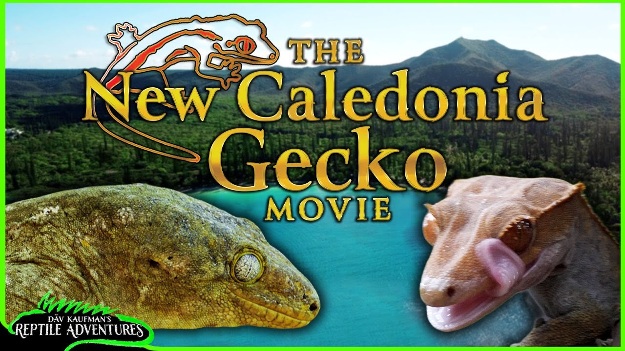 The New Caledonia Gecko Movie