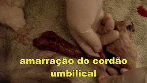 O que fazer quando o gato não consegue parir?