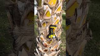 Download Lagu Free Labor MP3 Download Lagu Free Labor MP3