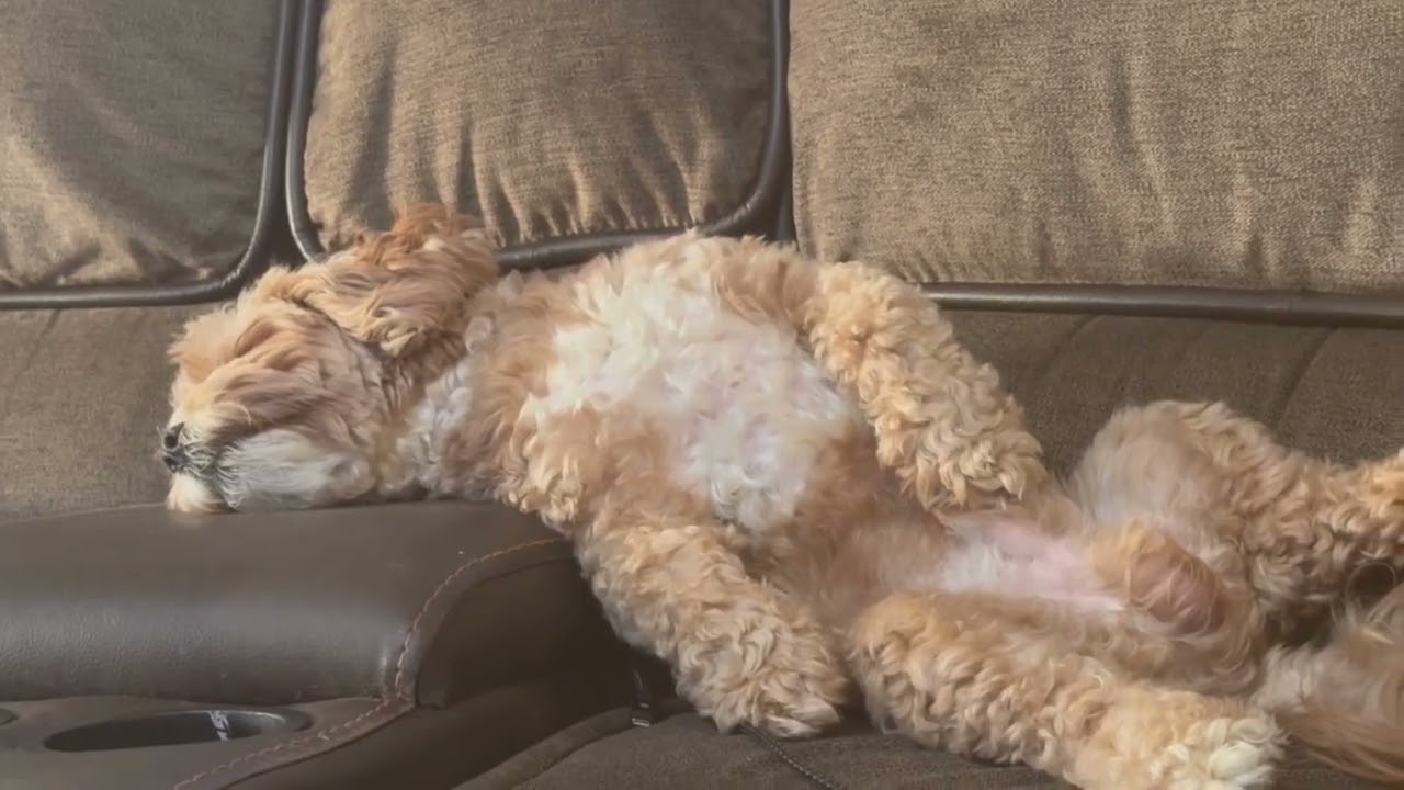 Calming Relaxing Music with a Peaceful Dog for Meditation, Anxiety Relief, Sleep & Inner Peace