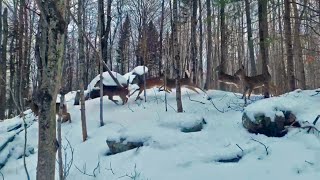 2020 Christmas Deer Release by Woodlands Wildlife Sanctuary 521 views 3 years ago 1 minute, 23 seconds
