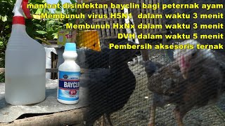 manfaat disinfektan bayclin untuk ternak ayam, bikin ayam sehat dan anti aratan