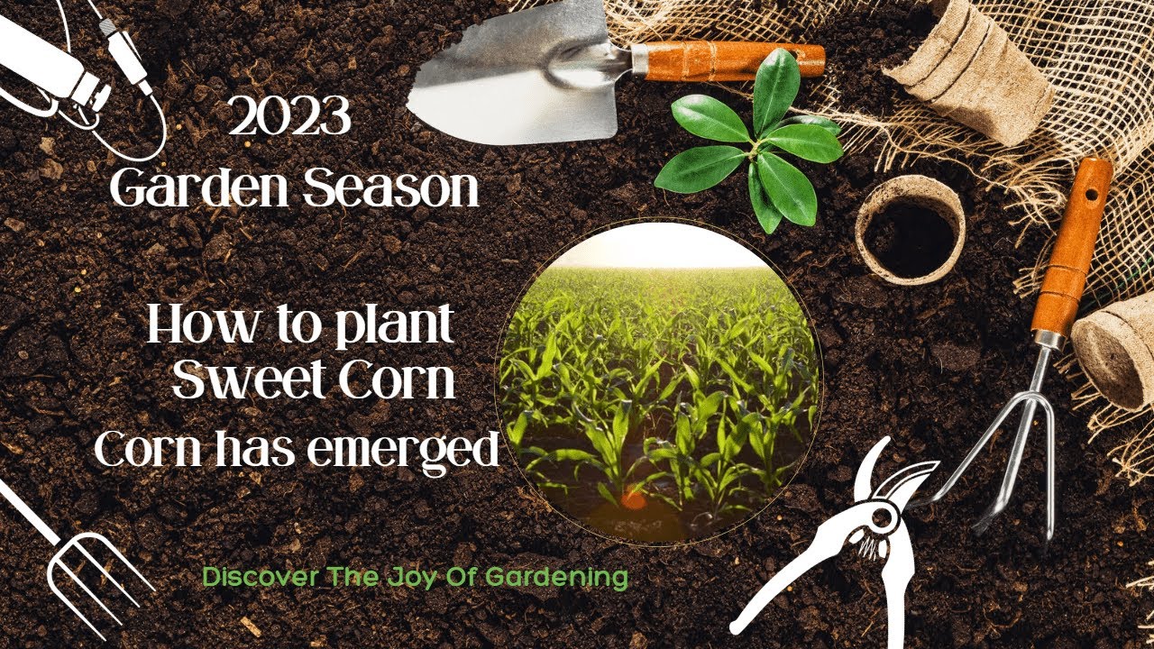 How to Grow Corn Pt 2 - YouTube