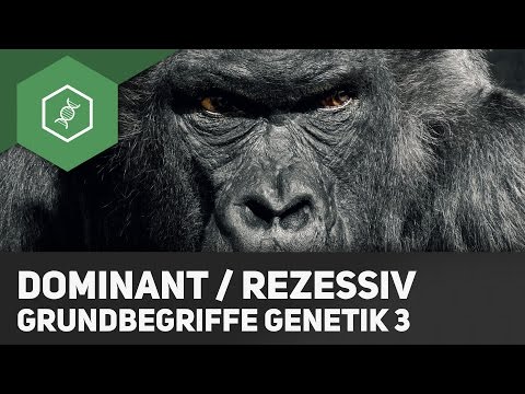 Dominant & Rezessiv – Unterschied – Grundbegriffe Genetik 3