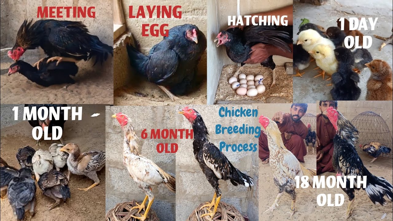 Chicken Meeting, Laying Egg, Nesting || Chicks Growing Day 1 To 18 Months Old